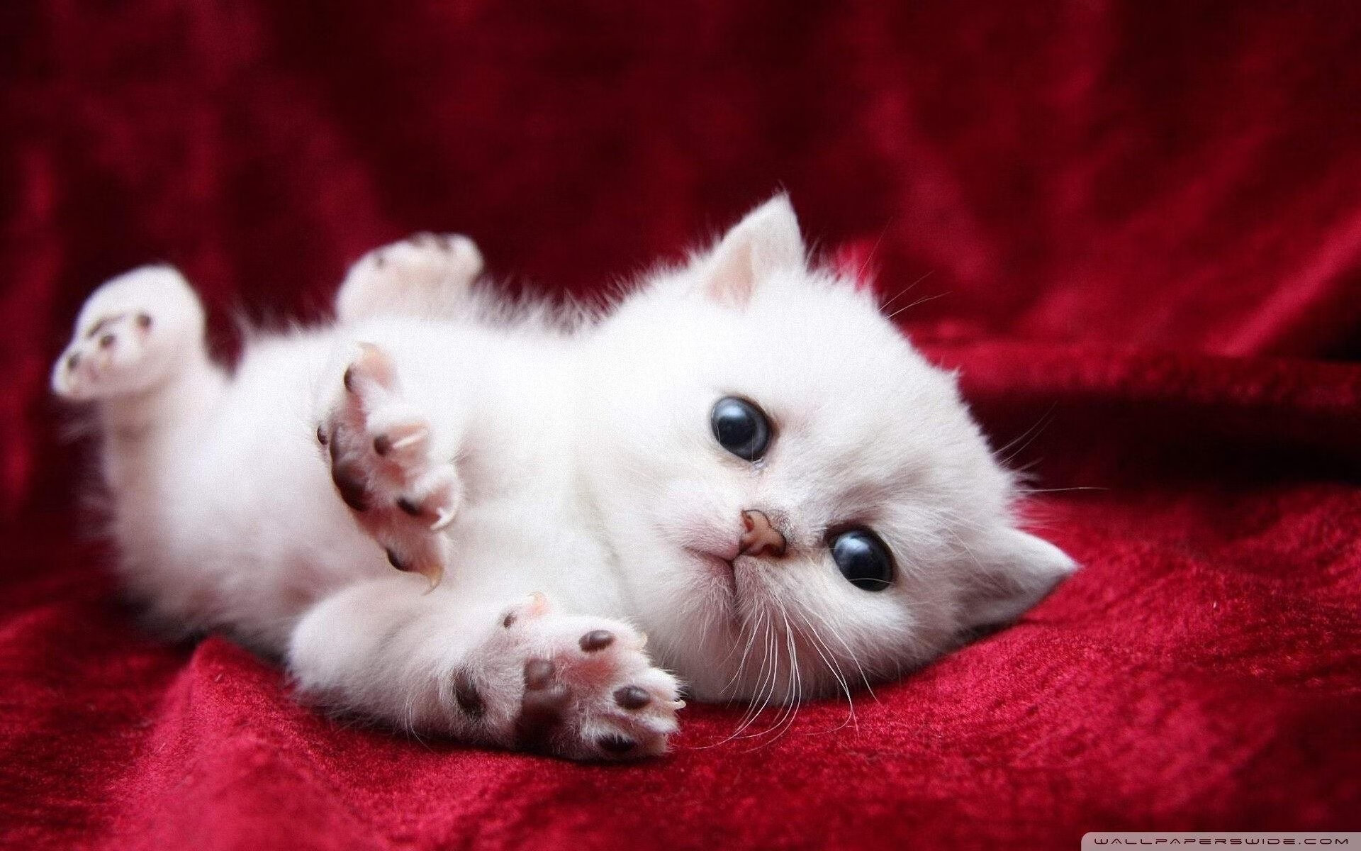 银箭与黑马,汉密尔顿的王者之路与威廉姆斯的绝地反击