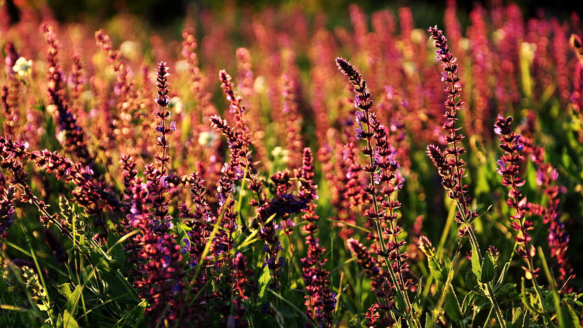 权杖更迭之夜，温网旧王魂断，兹维列夫的终极棋局