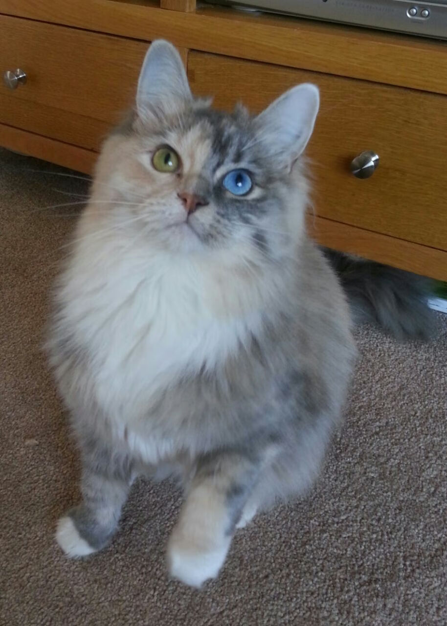 铁幕下的冰与火之歌，国际米兰压哨绝杀，哈兰德数据全面爆炸的欧冠之夜