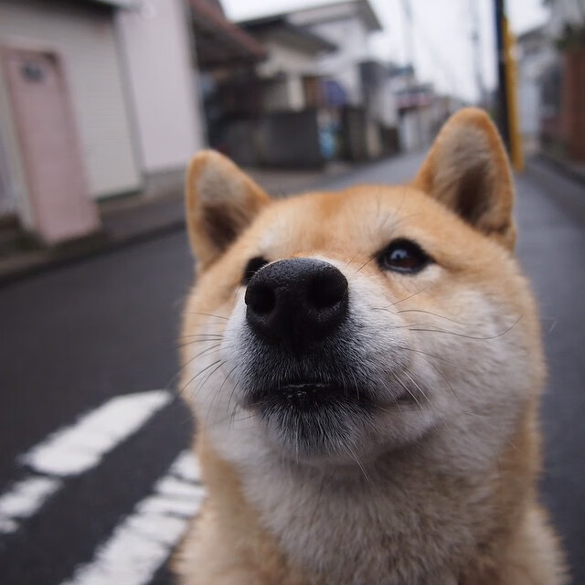 伊比利亚的另类德比,当绿白军团让整个葡萄牙沉默