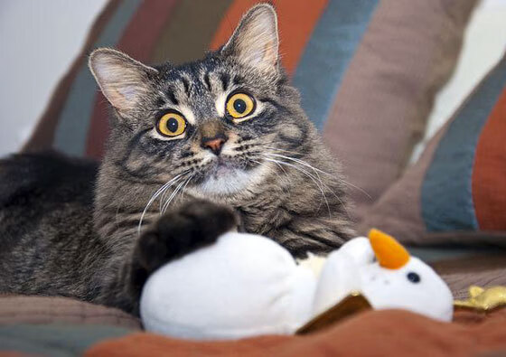 铁壁与艺术家，广厦节奏掌控奇才，英格拉姆令比赛提前失去悬念