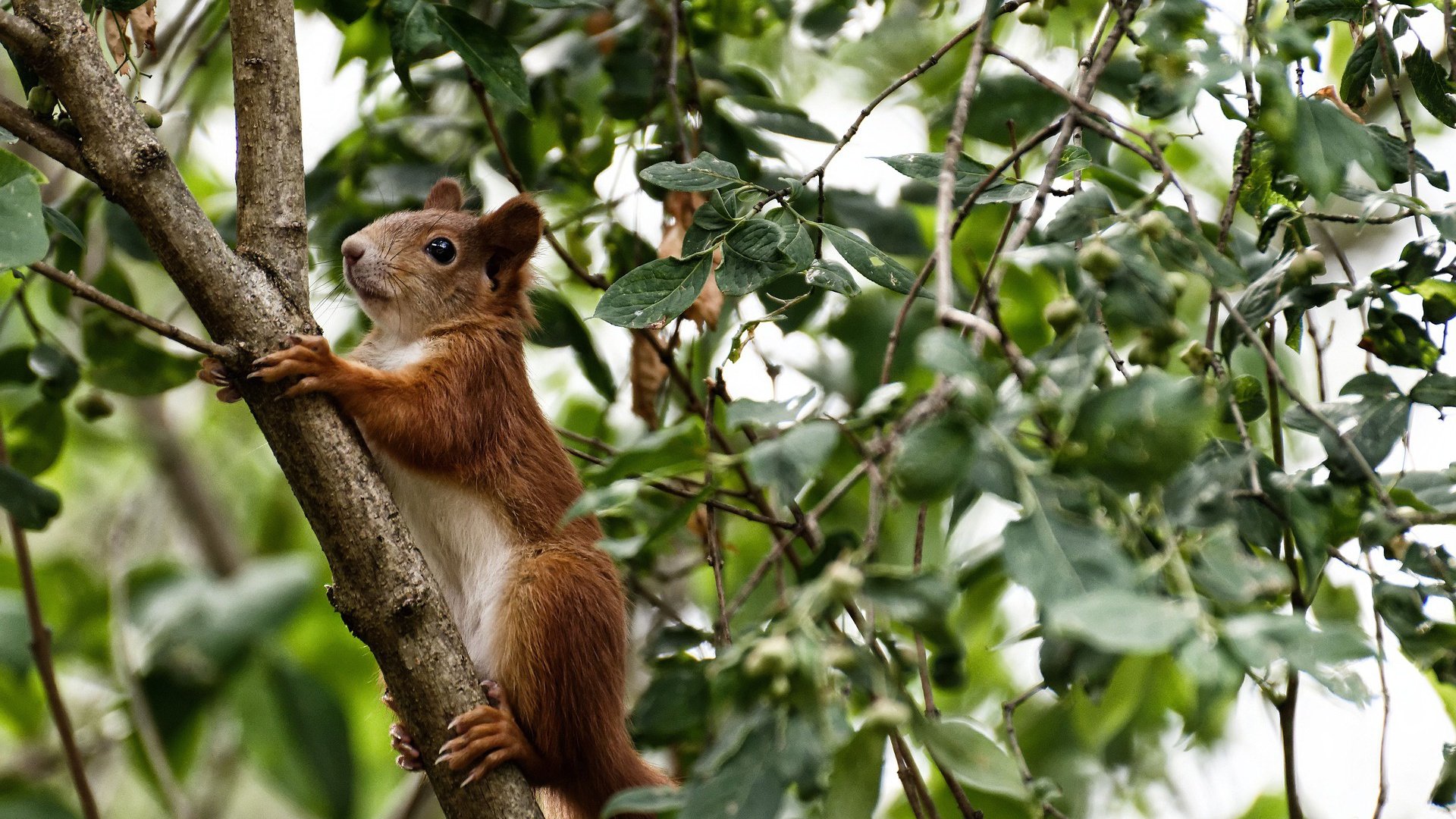 历史轮回与英雄错位，恩比德与湖人的未竟之战
