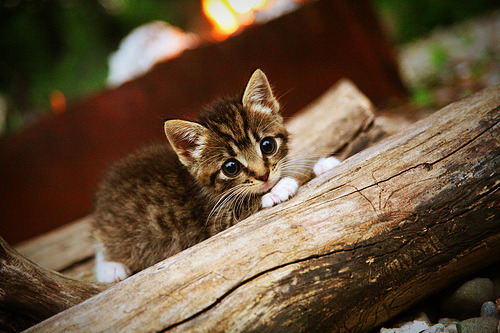 东方魔术师，三笘薰用雷恩之舞冲垮爱尔兰绿茵坚冰