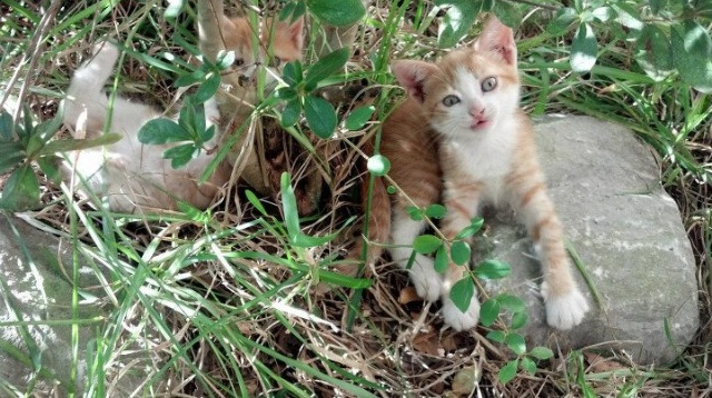 霍勒迪的叹息，当冠军级表现撞上猛龙编织的防守之笼