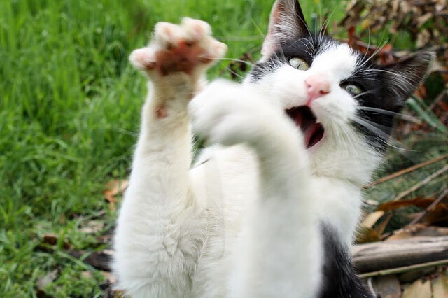 北境守护者，伦纳德逆风独舞，公牛轻取猛龙背后的巨星价值