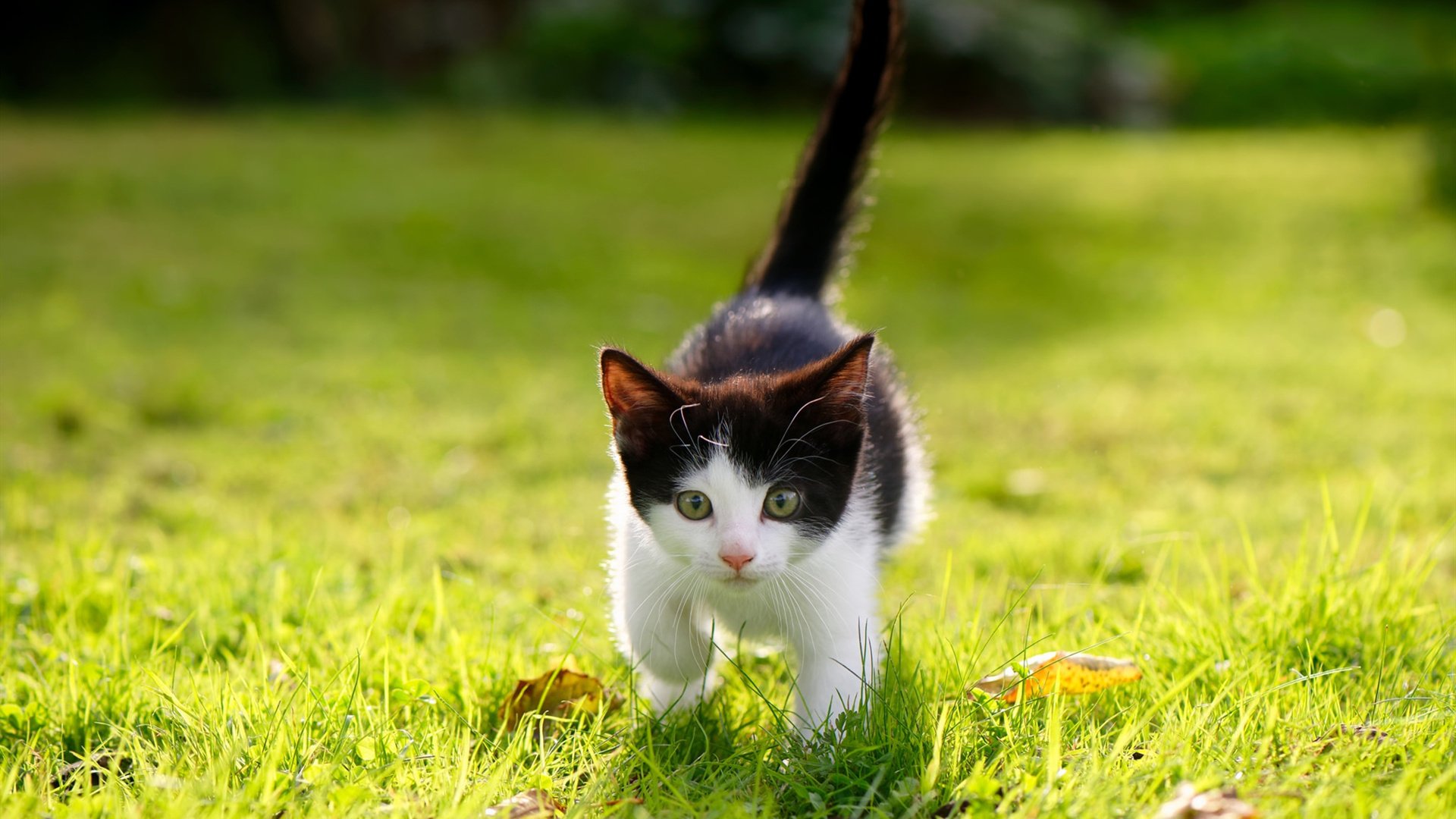 压哨救主！迪马利亚成为关键先生，日本绝杀牙买加