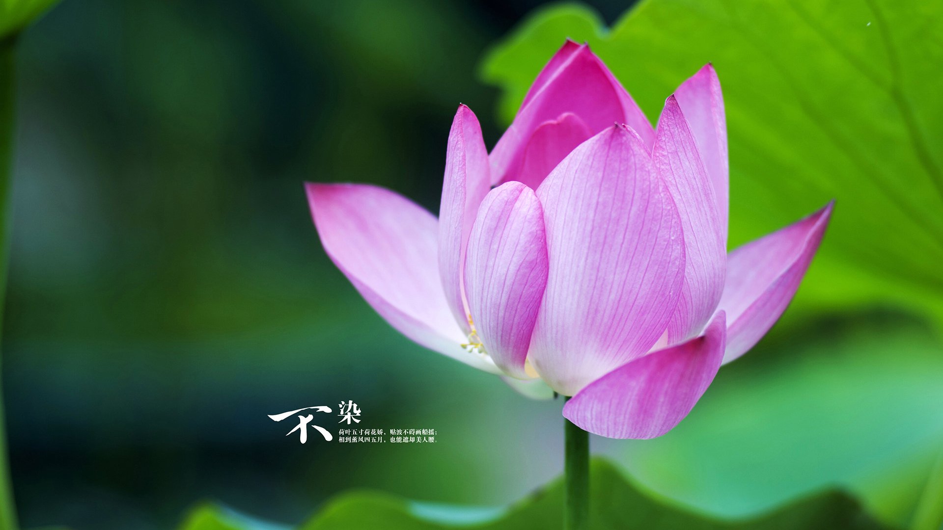 76勇士远征浙江，米切尔的神赐之礼