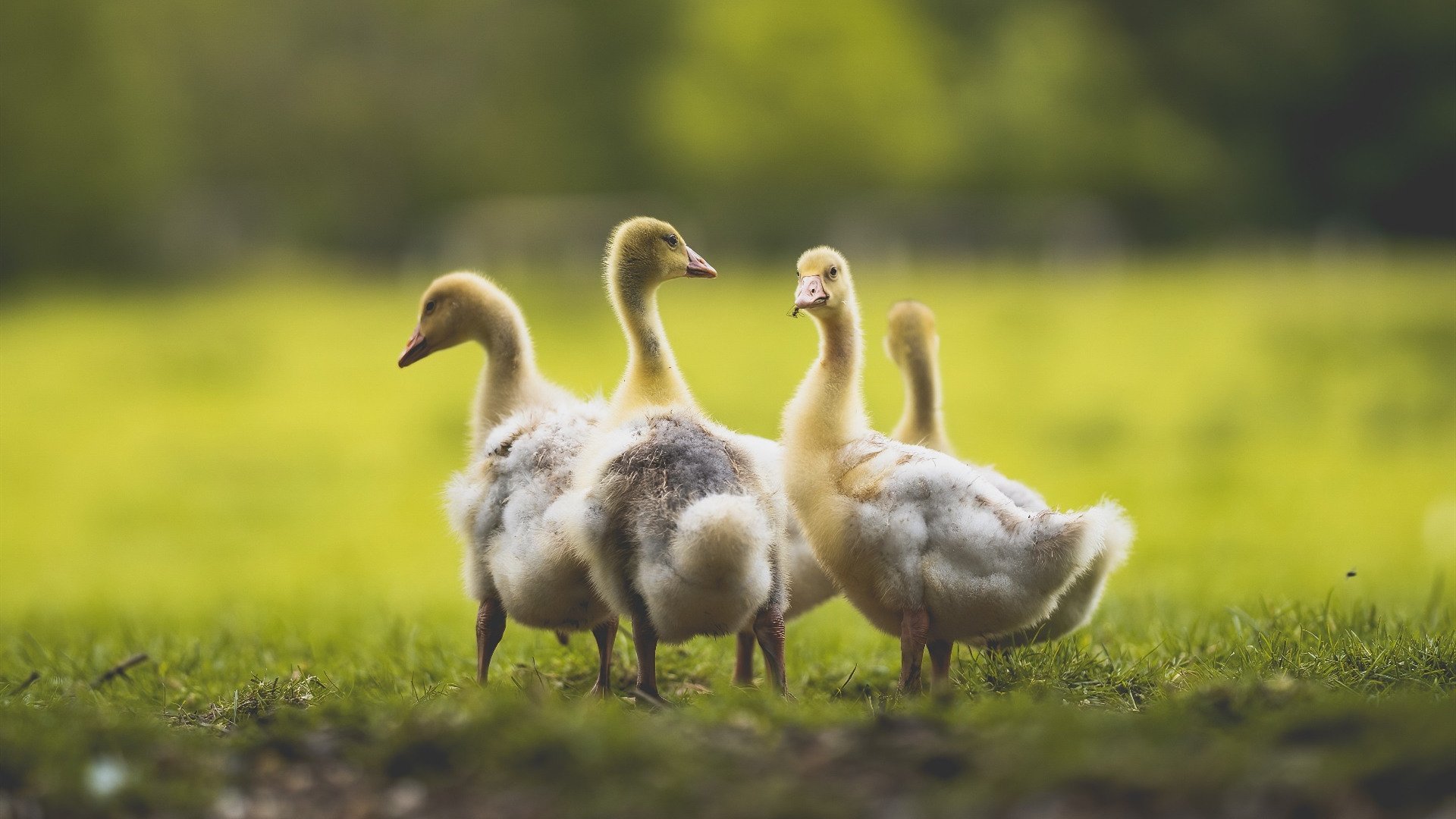 当班凯罗化身美加墨太阳，淘汰赛级统治力于世界杯舞台璀璨绽放