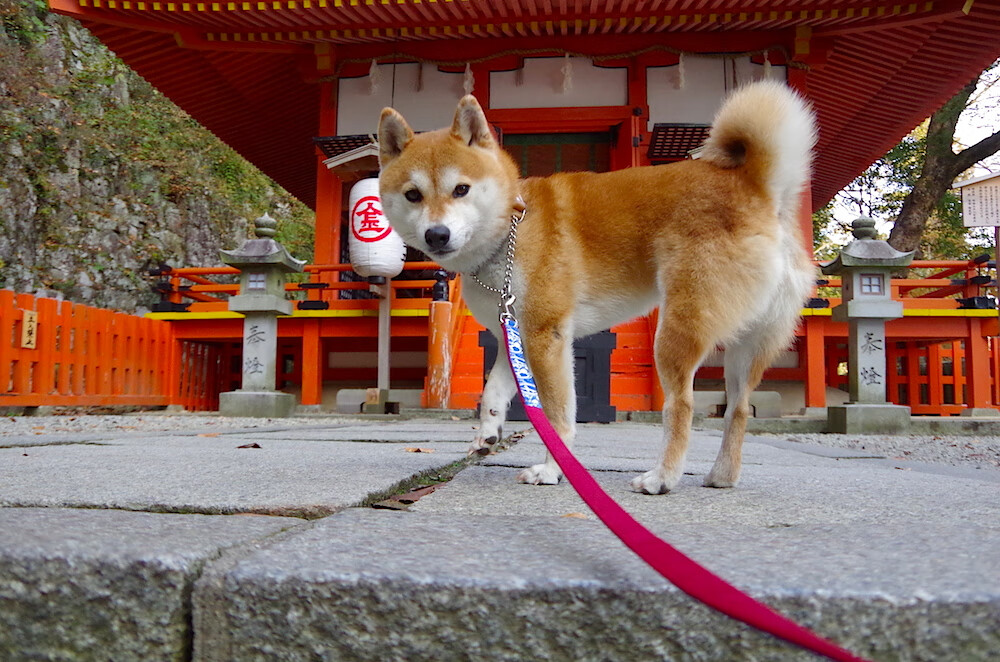 狼群噬侠悬念早定，塔图姆奥运关键战独揽风云